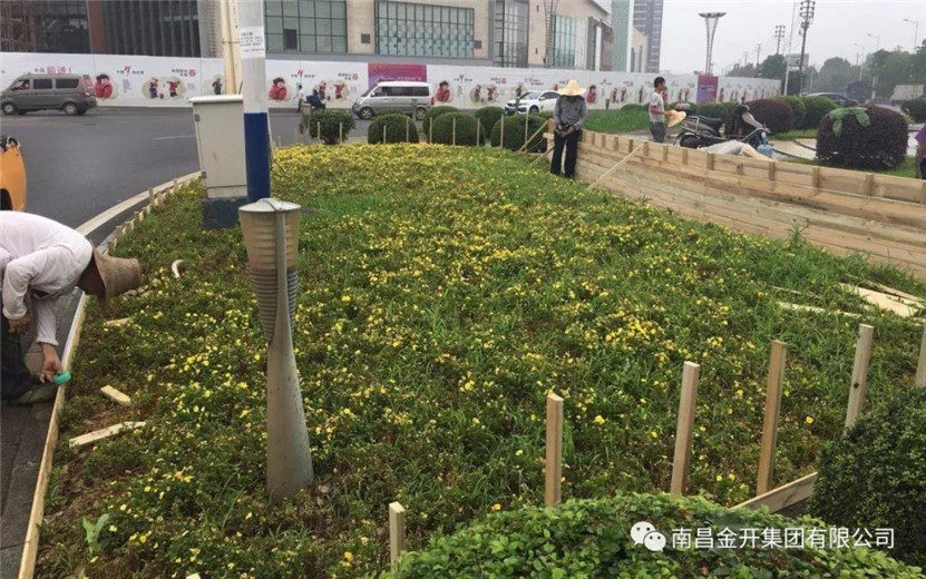桂苑路花卉转盘景观提升改造工程顺利完工